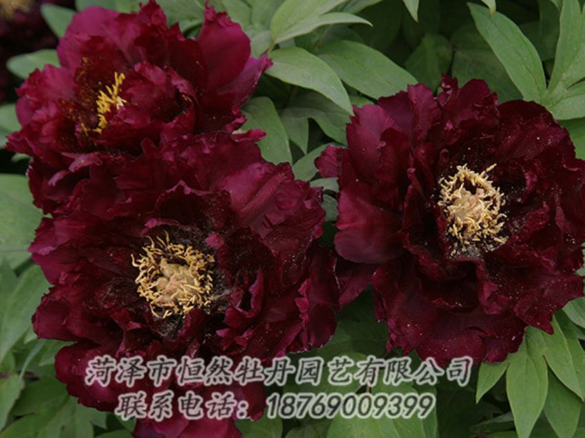 點(diǎn)擊查看詳細(xì)信息<br>標(biāo)題：黑色牡丹 閱讀次數(shù)：1188