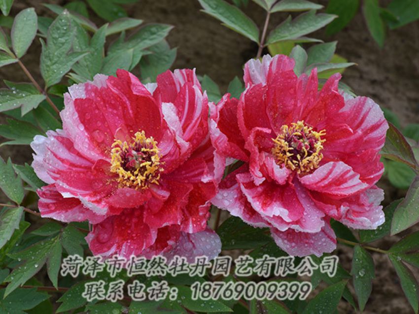 點擊查看詳細信息<br>標(biāo)題：復(fù)色牡丹 閱讀次數(shù)：1257
