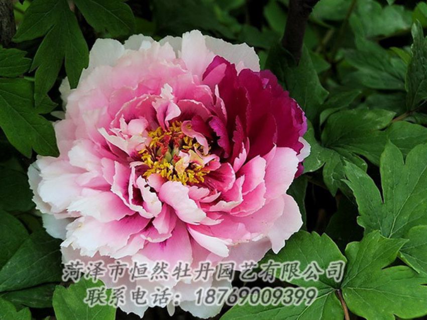 點擊查看詳細信息<br>標(biāo)題：復(fù)色牡丹 閱讀次數(shù)：1277