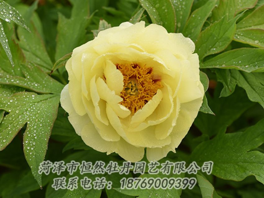 點擊查看詳細(xì)信息<br>標(biāo)題：黃色牡丹 閱讀次數(shù)：1152