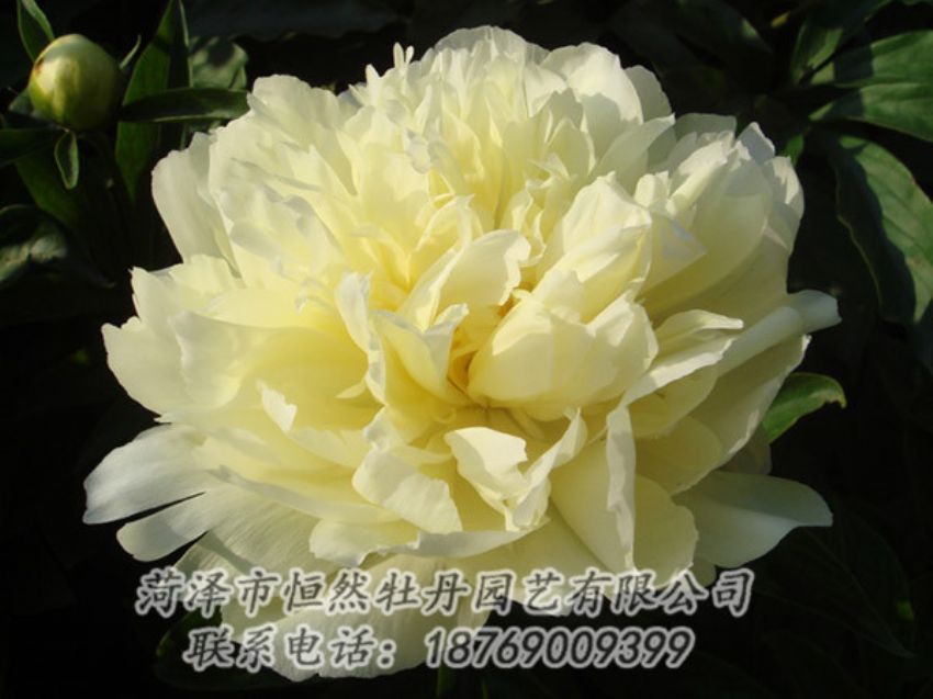點擊查看詳細(xì)信息<br>標(biāo)題：黃色牡丹 閱讀次數(shù)：1109