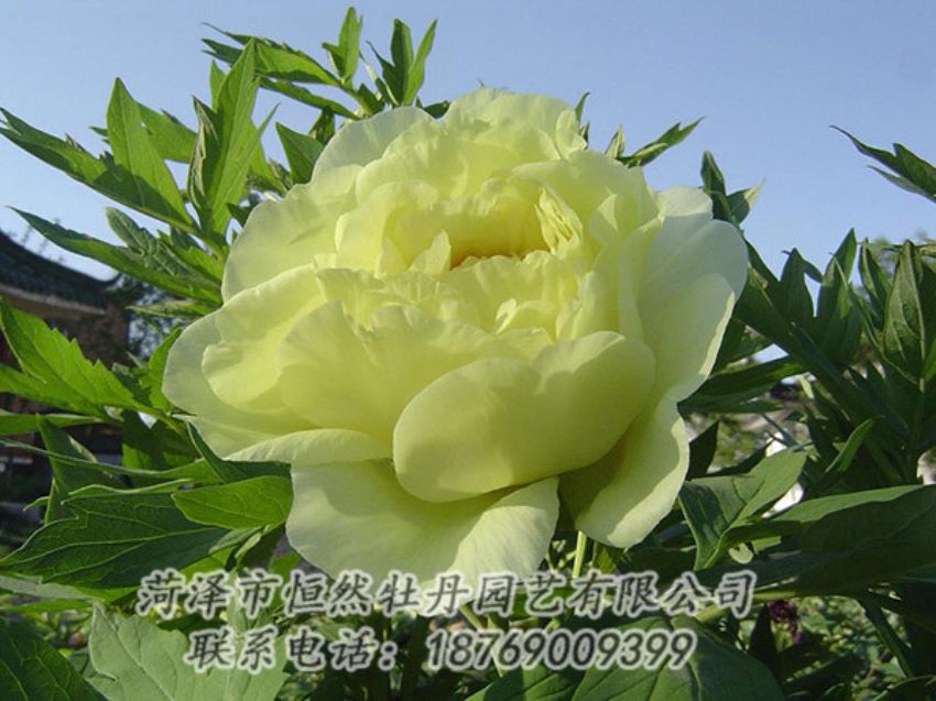 點擊查看詳細信息<br>標題：黃色牡丹 閱讀次數(shù)：1181