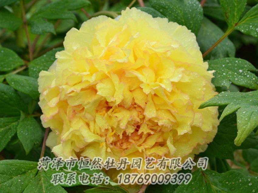 點擊查看詳細信息<br>標題：黃色牡丹 閱讀次數(shù)：1201