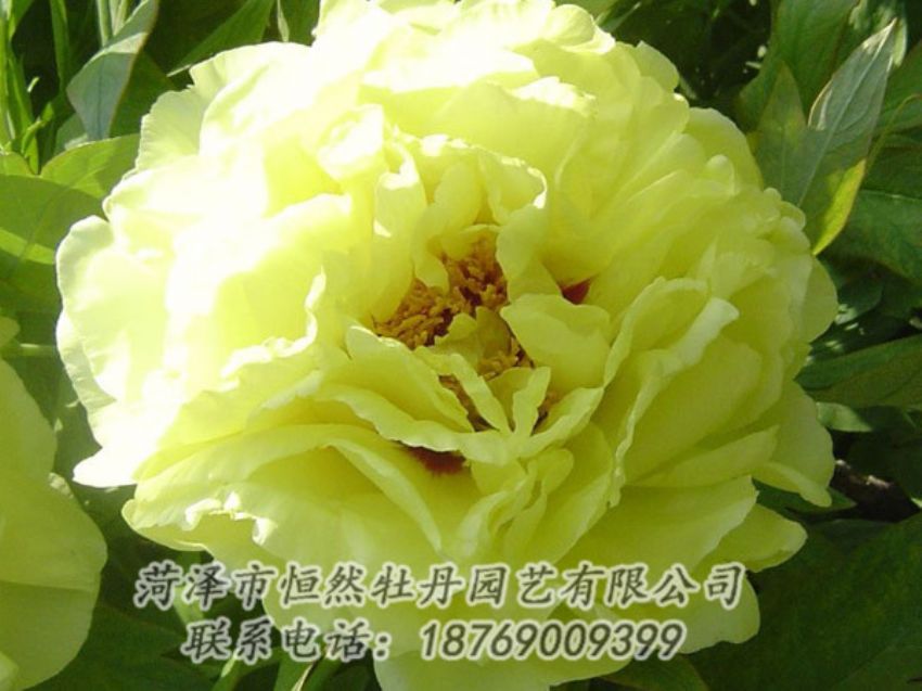 點擊查看詳細信息<br>標題：黃色牡丹 閱讀次數(shù)：1168