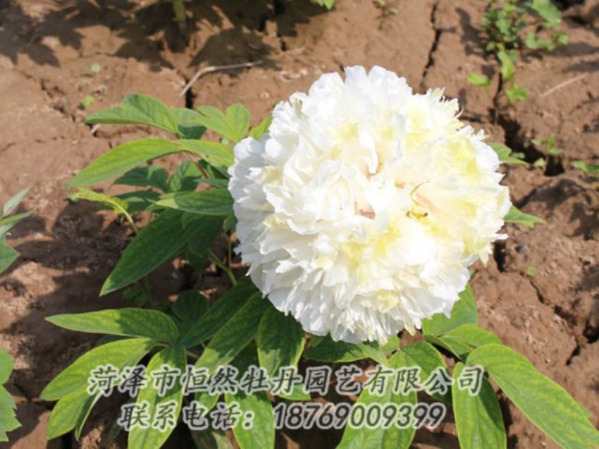 點擊查看詳細信息<br>標(biāo)題：白色牡丹 閱讀次數(shù)：1239