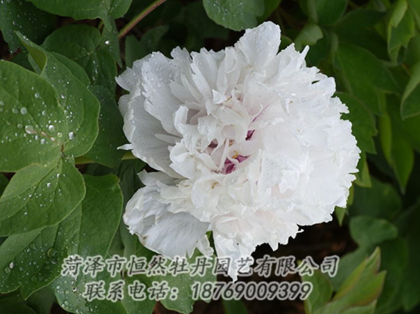 點擊查看詳細信息<br>標(biāo)題：白色牡丹 閱讀次數(shù)：1205