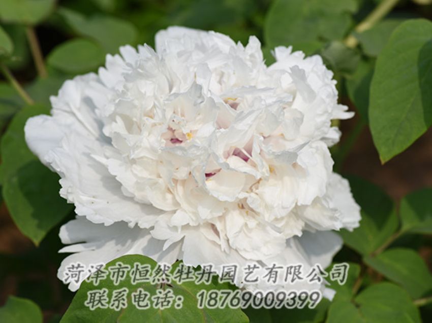 點擊查看詳細信息<br>標(biāo)題：白色牡丹 閱讀次數(shù)：1245