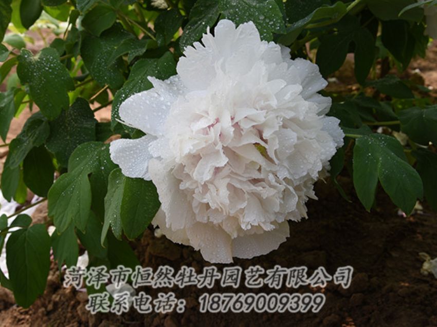 點擊查看詳細信息<br>標(biāo)題：白色牡丹 閱讀次數(shù)：1182