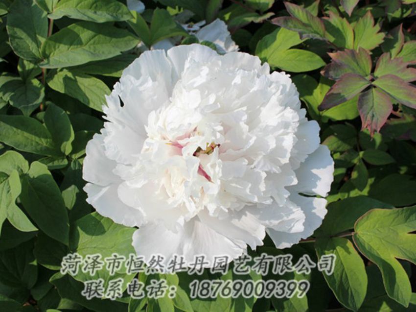 點擊查看詳細信息<br>標(biāo)題：白色牡丹 閱讀次數(shù)：1336