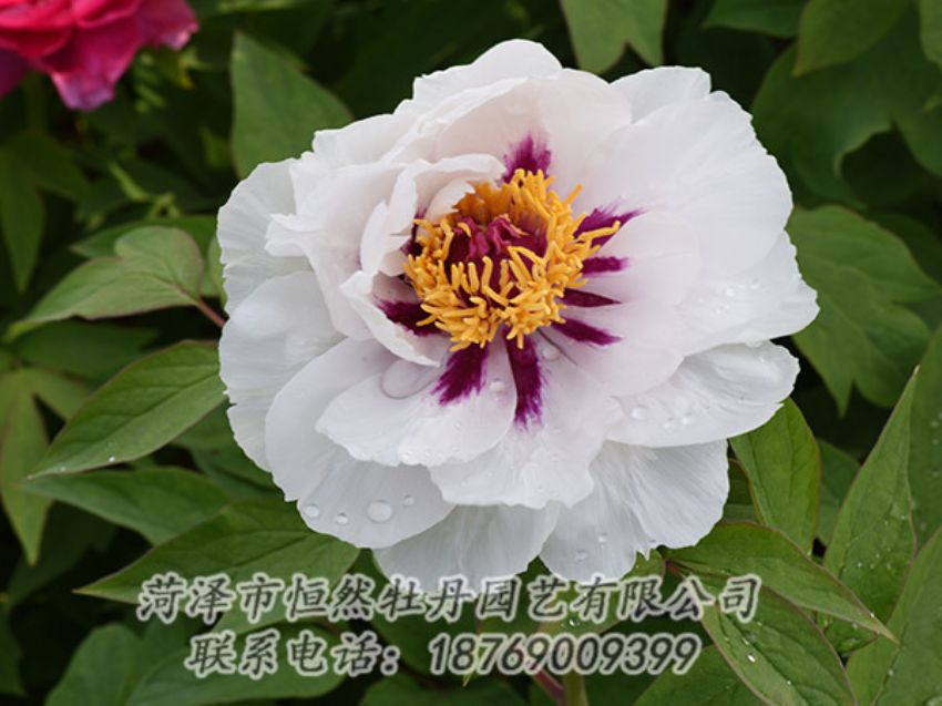 點擊查看詳細信息<br>標(biāo)題：白色牡丹 閱讀次數(shù)：1240