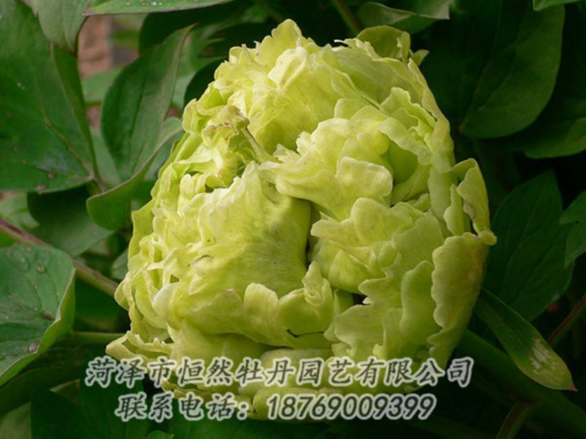 點(diǎn)擊查看詳細(xì)信息<br>標(biāo)題：綠色牡丹 閱讀次數(shù)：1285