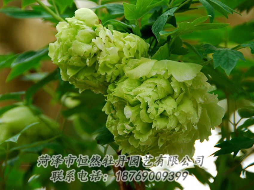 點(diǎn)擊查看詳細(xì)信息<br>標(biāo)題：綠色牡丹 閱讀次數(shù)：1301