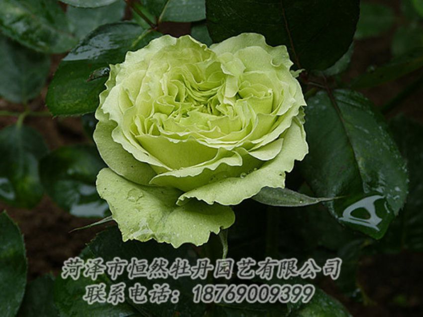 點(diǎn)擊查看詳細(xì)信息<br>標(biāo)題：綠色牡丹 閱讀次數(shù)：1318