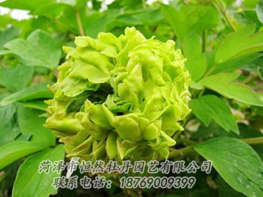 點(diǎn)擊查看詳細(xì)信息<br>標(biāo)題：綠色牡丹 閱讀次數(shù)：1324