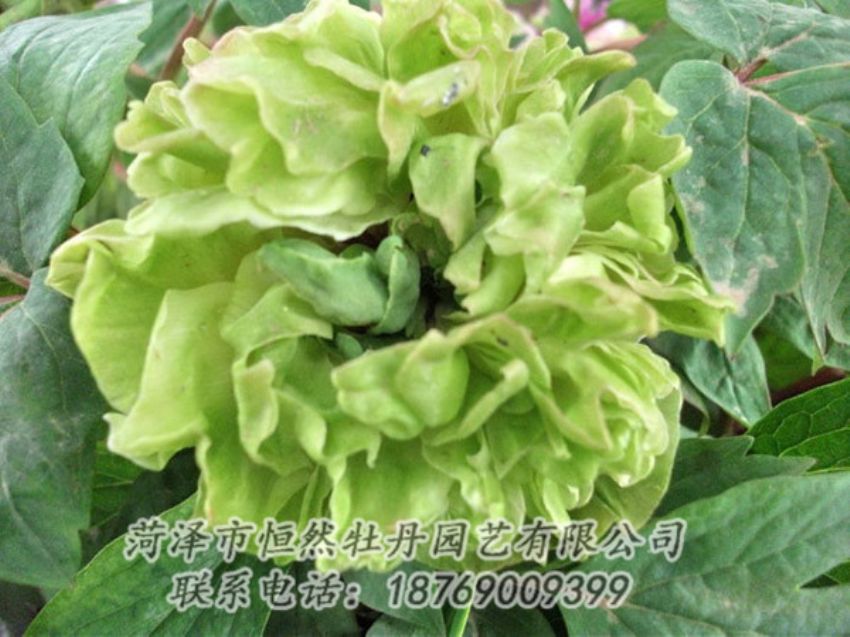 點(diǎn)擊查看詳細(xì)信息<br>標(biāo)題：綠色牡丹 閱讀次數(shù)：1405