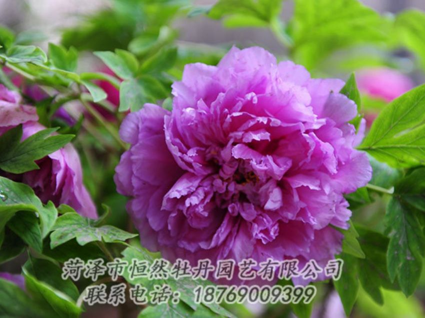 點(diǎn)擊查看詳細(xì)信息<br>標(biāo)題：紫色牡丹 閱讀次數(shù)：1440