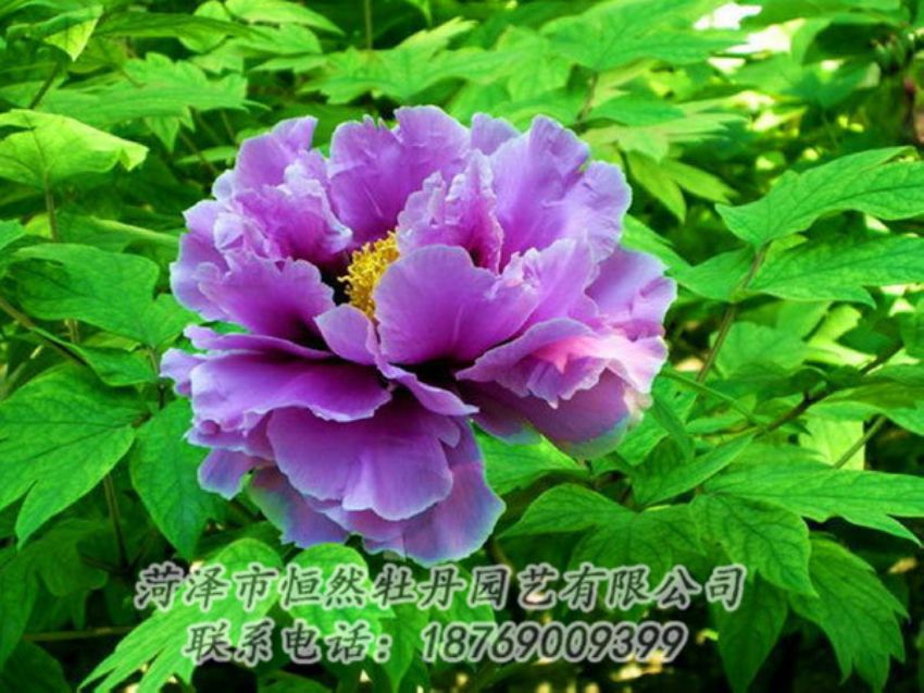 點(diǎn)擊查看詳細(xì)信息<br>標(biāo)題：紫色牡丹 閱讀次數(shù)：1388