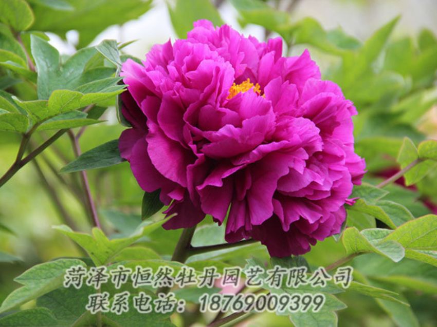 點(diǎn)擊查看詳細(xì)信息<br>標(biāo)題：紫色牡丹 閱讀次數(shù)：1932