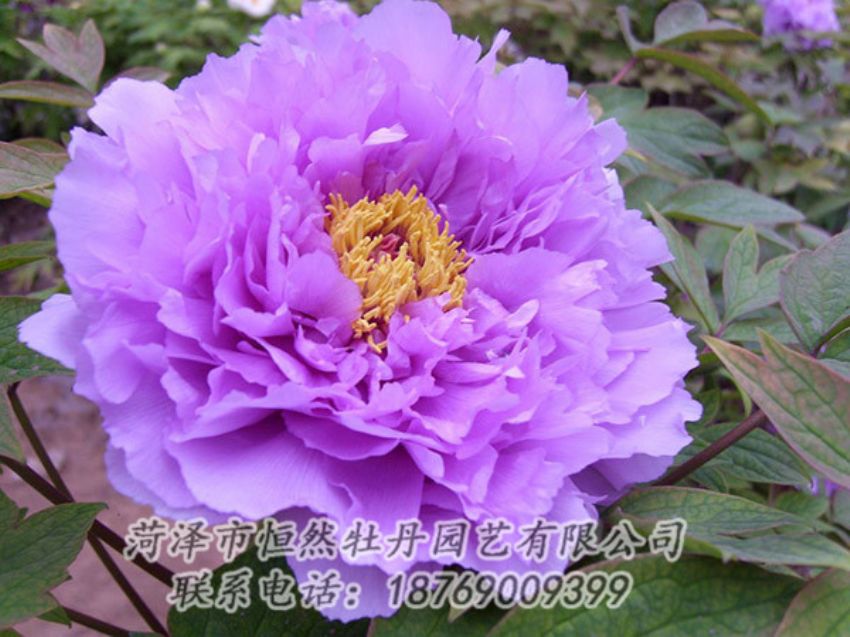 點(diǎn)擊查看詳細(xì)信息<br>標(biāo)題：紫色牡丹 閱讀次數(shù)：1945