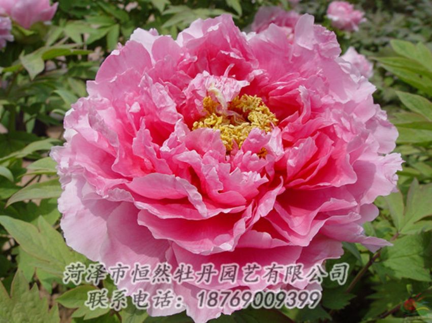 點擊查看詳細信息<br>標(biāo)題：粉色牡丹 閱讀次數(shù)：1984