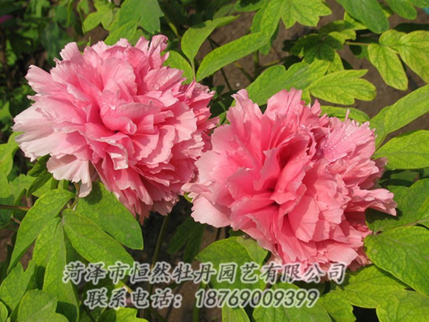 點擊查看詳細信息<br>標題：粉色牡丹 閱讀次數(shù)：1864