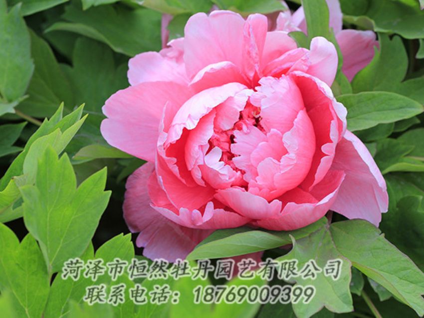 點擊查看詳細信息<br>標題：粉色牡丹 閱讀次數(shù)：1820
