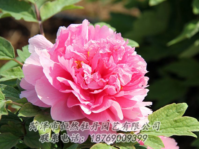 點擊查看詳細信息<br>標題：粉色牡丹 閱讀次數(shù)：1852