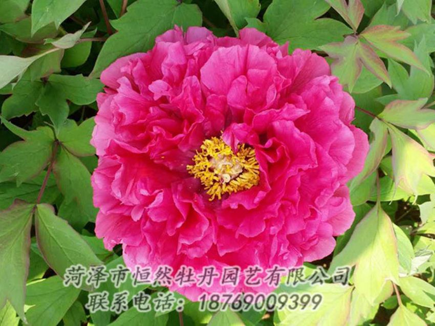 點(diǎn)擊查看詳細(xì)信息<br>標(biāo)題：紅色牡丹 閱讀次數(shù)：2080