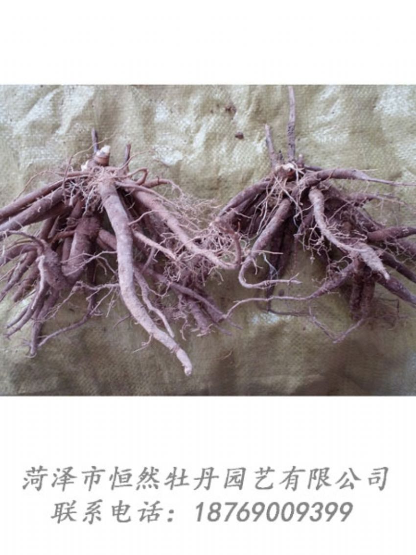點(diǎn)擊查看詳細(xì)信息<br>標(biāo)題：二年芍藥苗 閱讀次數(shù)：2058
