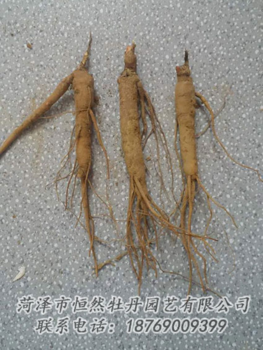 點(diǎn)擊查看詳細(xì)信息<br>標(biāo)題：芍藥苗 閱讀次數(shù)：2181