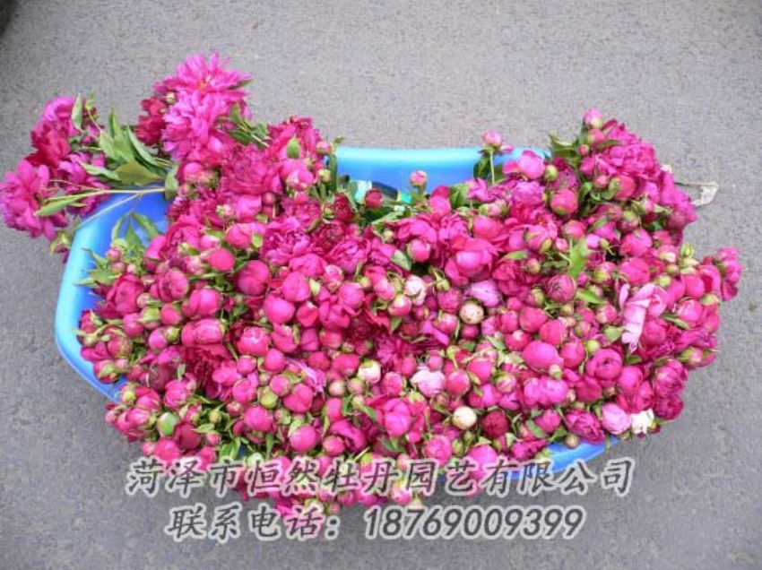 點(diǎn)擊查看詳細(xì)信息<br>標(biāo)題：芍藥切花 閱讀次數(shù)：2025