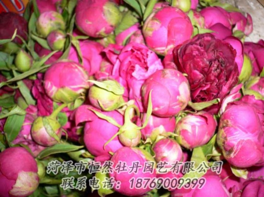點(diǎn)擊查看詳細(xì)信息<br>標(biāo)題：芍藥切花 閱讀次數(shù)：2036