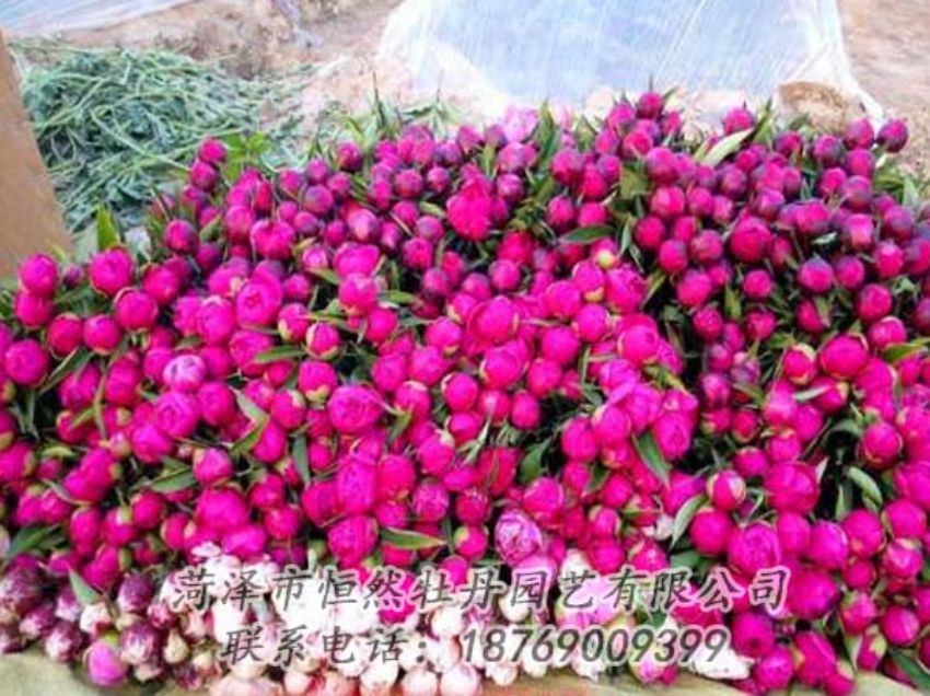 點(diǎn)擊查看詳細(xì)信息<br>標(biāo)題：芍藥切花 閱讀次數(shù)：2181