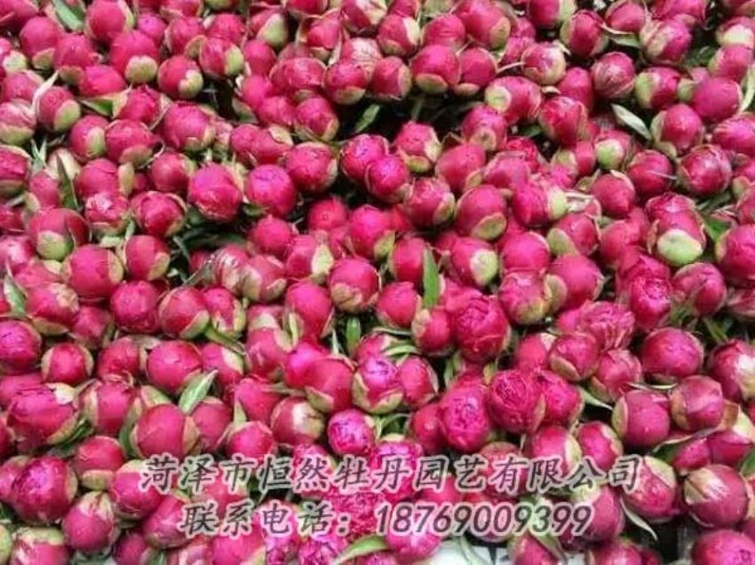 點(diǎn)擊查看詳細(xì)信息<br>標(biāo)題：芍藥切花 閱讀次數(shù)：2247