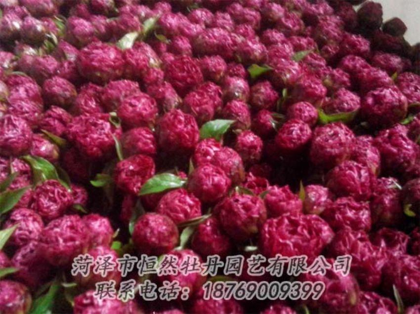點(diǎn)擊查看詳細(xì)信息<br>標(biāo)題：芍藥切花 閱讀次數(shù)：2081