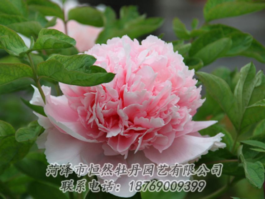 點(diǎn)擊查看詳細(xì)信息<br>標(biāo)題：粉色牡丹 閱讀次數(shù)：1978