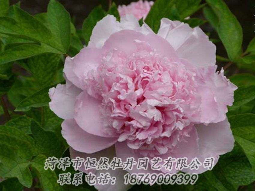 點(diǎn)擊查看詳細(xì)信息<br>標(biāo)題：粉色牡丹 閱讀次數(shù)：2095