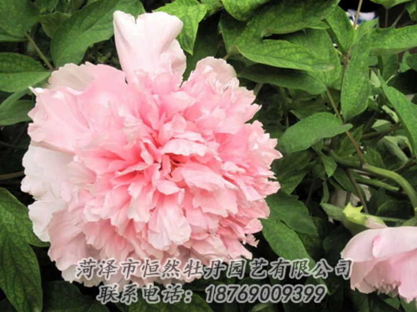 點(diǎn)擊查看詳細(xì)信息<br>標(biāo)題：粉色牡丹 閱讀次數(shù)：1931