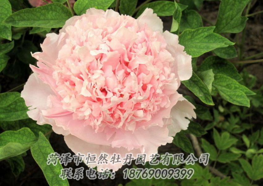 點(diǎn)擊查看詳細(xì)信息<br>標(biāo)題：粉色牡丹 閱讀次數(shù)：2035