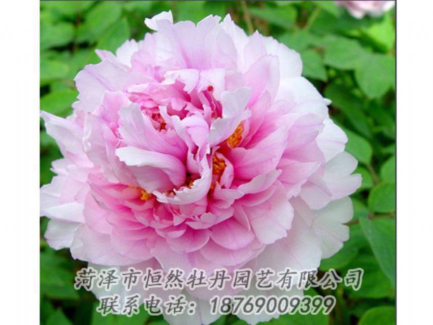 點(diǎn)擊查看詳細(xì)信息<br>標(biāo)題：粉色牡丹 閱讀次數(shù)：2057