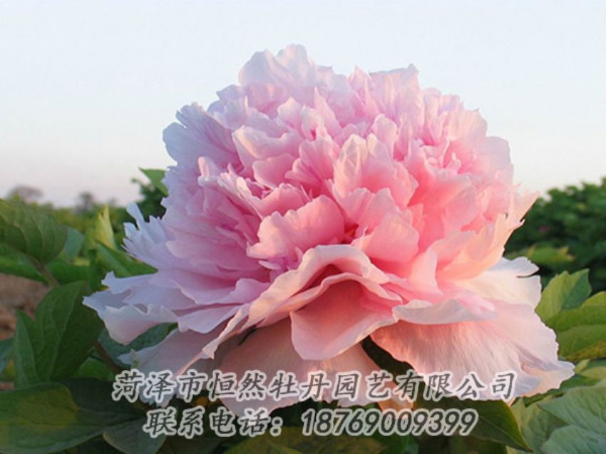 點(diǎn)擊查看詳細(xì)信息<br>標(biāo)題：粉色牡丹 閱讀次數(shù)：2141
