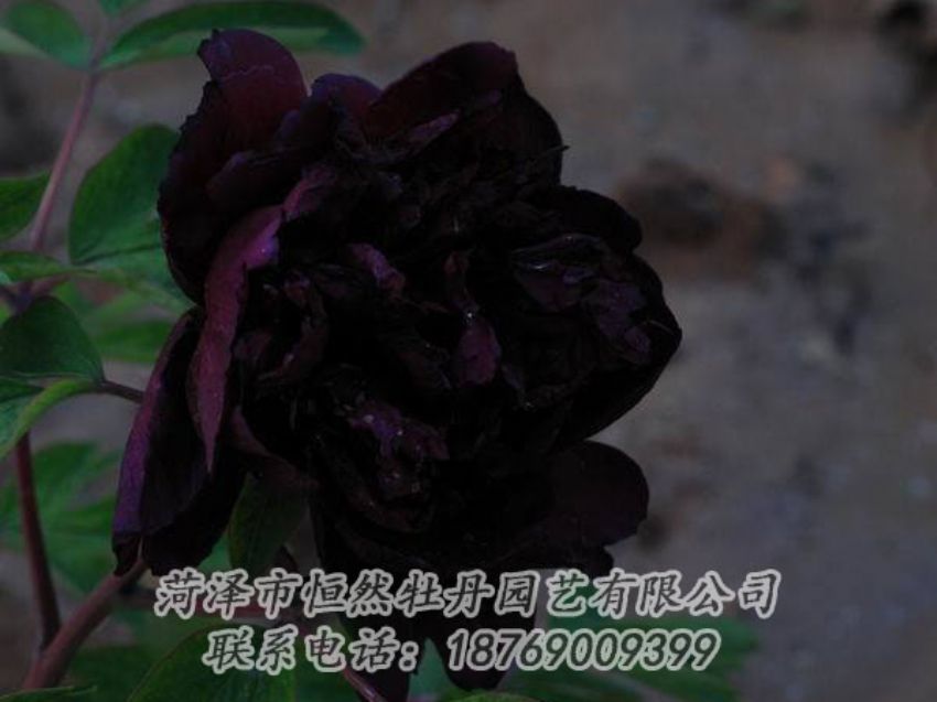 點(diǎn)擊查看詳細(xì)信息<br>標(biāo)題：黑色牡丹 閱讀次數(shù)：2063