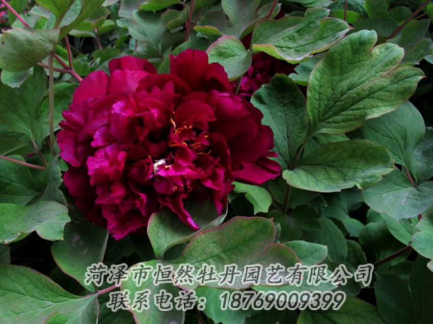 點(diǎn)擊查看詳細(xì)信息<br>標(biāo)題：黑色牡丹 閱讀次數(shù)：2096
