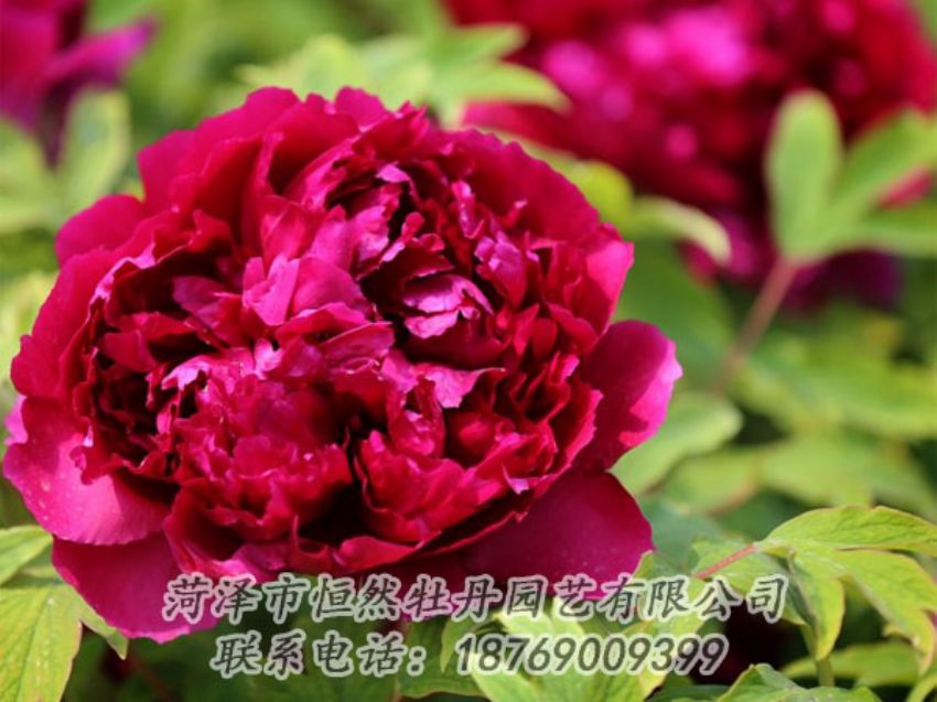 點(diǎn)擊查看詳細(xì)信息<br>標(biāo)題：黑色牡丹 閱讀次數(shù)：2001