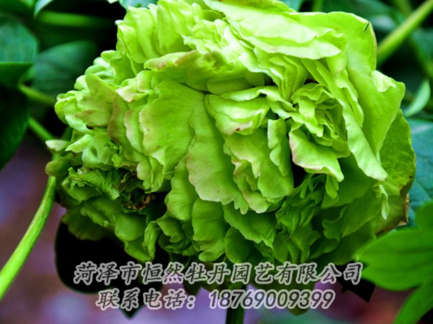 點(diǎn)擊查看詳細(xì)信息<br>標(biāo)題：綠色牡丹 閱讀次數(shù)：2046