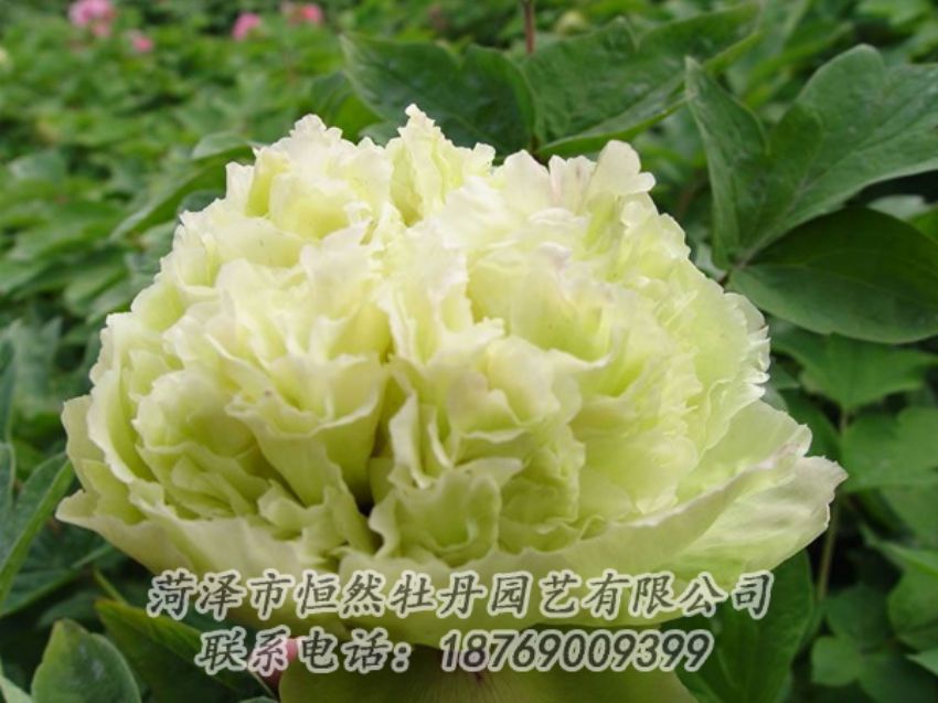 點(diǎn)擊查看詳細(xì)信息<br>標(biāo)題：綠色牡丹 閱讀次數(shù)：1990