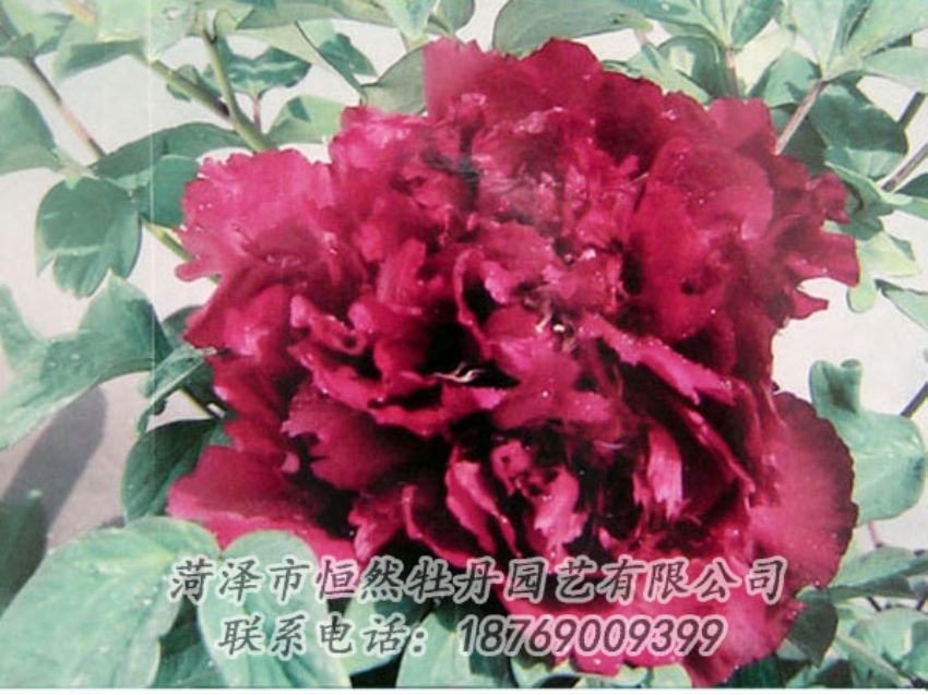 點(diǎn)擊查看詳細(xì)信息<br>標(biāo)題：黑色牡丹 閱讀次數(shù)：2103