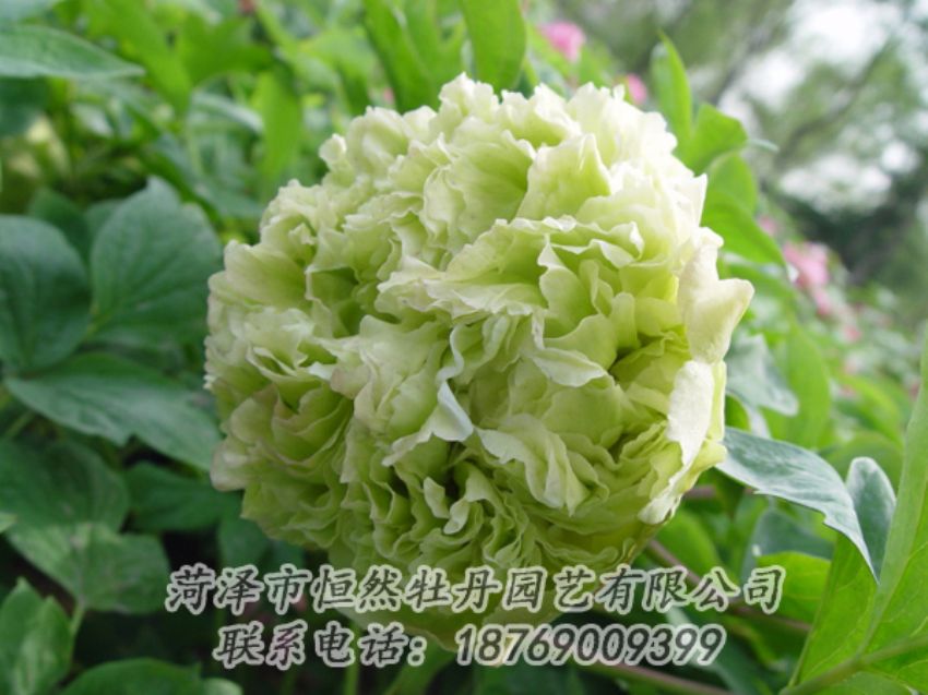 點(diǎn)擊查看詳細(xì)信息<br>標(biāo)題：綠色牡丹 閱讀次數(shù)：2069