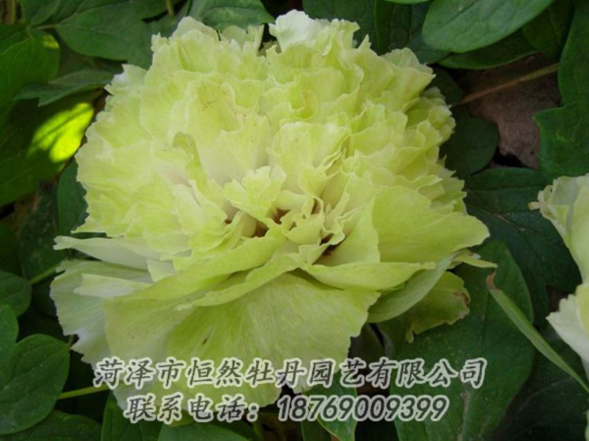 點(diǎn)擊查看詳細(xì)信息<br>標(biāo)題：綠色牡丹 閱讀次數(shù)：2129