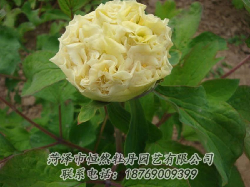 點(diǎn)擊查看詳細(xì)信息<br>標(biāo)題：黃色牡丹 閱讀次數(shù)：2061